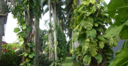 Shakaskraal Farm