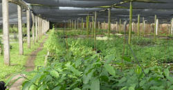 Shakaskraal Farm